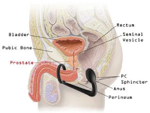 Explorer Silicone Cock Ring and Prostate Plug